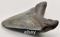 Nice Quality Complete 3.65 Fossil MEGALODON Shark Tooth USA
