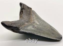 Nice Quality Complete 3.65 Fossil MEGALODON Shark Tooth USA