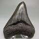 Nice Quality Complete Dark Colors 3.40 Fossil Megalodon Shark Tooth Usa