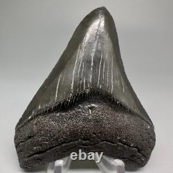 Nice Quality Complete Dark Colors 3.40 Fossil MEGALODON Shark Tooth USA
