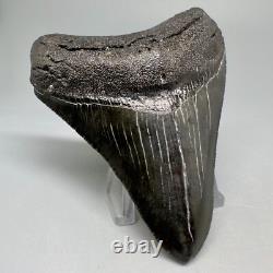 Nice Quality Complete Dark Colors 3.40 Fossil MEGALODON Shark Tooth USA