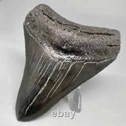 Nice Quality Complete Dark Colors 3.40 Fossil MEGALODON Shark Tooth USA