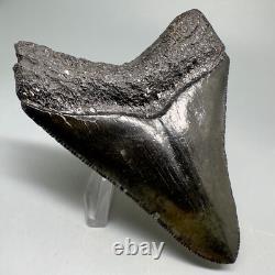 Nice Quality Complete Dark Colors 3.40 Fossil MEGALODON Shark Tooth USA