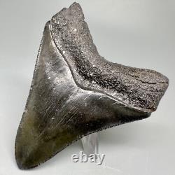 Nice Quality Complete Dark Colors 3.40 Fossil MEGALODON Shark Tooth USA