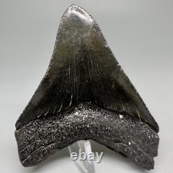 Nice Quality Complete Dark Colors 3.40 Fossil MEGALODON Shark Tooth USA