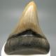 Nice Quality Decently Serrated 3.07 Fossil Megalodon Shark Tooth Usa