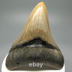 Nice Quality Decently Serrated 3.07 Fossil MEGALODON Shark Tooth USA
