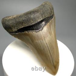 Nice Quality Decently Serrated 3.07 Fossil MEGALODON Shark Tooth USA