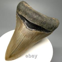 Nice Quality Decently Serrated 3.07 Fossil MEGALODON Shark Tooth USA