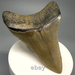 Nice Quality Decently Serrated 3.07 Fossil MEGALODON Shark Tooth USA