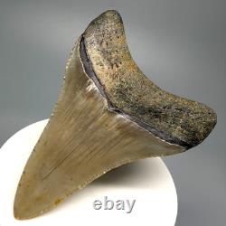 Nice Quality Decently Serrated 3.07 Fossil MEGALODON Shark Tooth USA