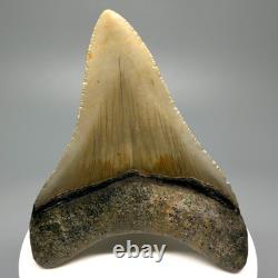Nice Quality Decently Serrated 3.07 Fossil MEGALODON Shark Tooth USA