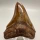 Nice Red/brown Serrated 3.11 Fossil Megalodon Shark Tooth Usa