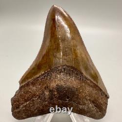 Nice Red/Brown Serrated 3.11 Fossil MEGALODON Shark Tooth USA