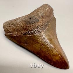 Nice Red/Brown Serrated 3.11 Fossil MEGALODON Shark Tooth USA