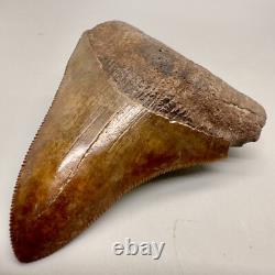 Nice Red/Brown Serrated 3.11 Fossil MEGALODON Shark Tooth USA