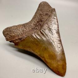 Nice Red/Brown Serrated 3.11 Fossil MEGALODON Shark Tooth USA