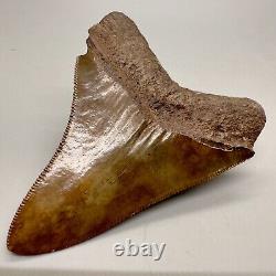 Nice Red/Brown Serrated 3.11 Fossil MEGALODON Shark Tooth USA
