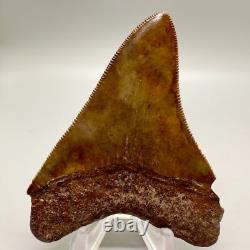 Nice Red/Brown Serrated 3.11 Fossil MEGALODON Shark Tooth USA
