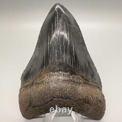 Nice Serrated 4.38 Fossil MEGALODON Shark Tooth with Great Color Patterns USA