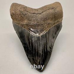 Nice Serrated 4.38 Fossil MEGALODON Shark Tooth with Great Color Patterns USA