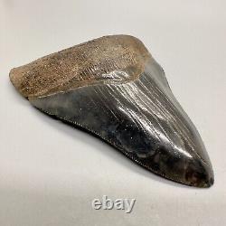 Nice Serrated 4.38 Fossil MEGALODON Shark Tooth with Great Color Patterns USA