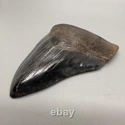 Nice Serrated 4.38 Fossil MEGALODON Shark Tooth with Great Color Patterns USA