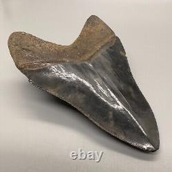 Nice Serrated 4.38 Fossil MEGALODON Shark Tooth with Great Color Patterns USA