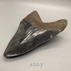 Nice Serrated 4.38 Fossil MEGALODON Shark Tooth with Great Color Patterns USA