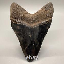 Nice Serrated 4.38 Fossil MEGALODON Shark Tooth with Great Color Patterns USA