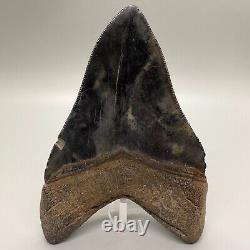 Nice Serrated 4.38 Fossil MEGALODON Shark Tooth with Great Color Patterns USA