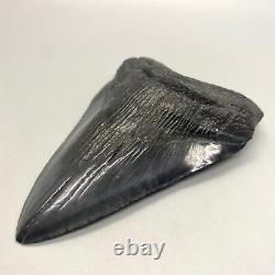 Nice dark, complete and beautiful 4.89 Fossil MEGALODON Shark Tooth USA