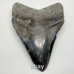 Nice/large, dark colors 4.48 Fossil MEGALODON Shark Tooth USA