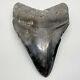 Nice/large, Dark Colors 4.48 Fossil Megalodon Shark Tooth Usa