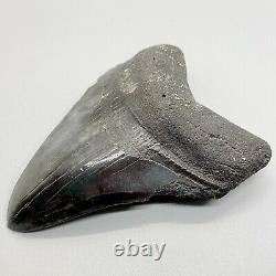 Nice/large, dark colors 4.48 Fossil MEGALODON Shark Tooth USA