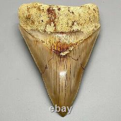 Nice light color, Sharply Serrated 5.09 Fossil INDONESIAN MEGALODON Shark Tooth