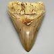 Nice Light Color, Sharply Serrated 5.09 Fossil Indonesian Megalodon Shark Tooth