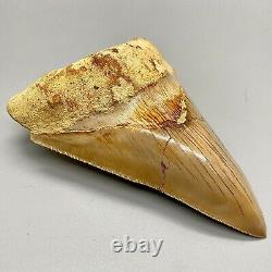 Nice light color, Sharply Serrated 5.09 Fossil INDONESIAN MEGALODON Shark Tooth