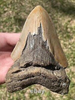 North Carolina Fossil Megalodon Sharks Tooth BIG 5.25 Miocene Age Shark