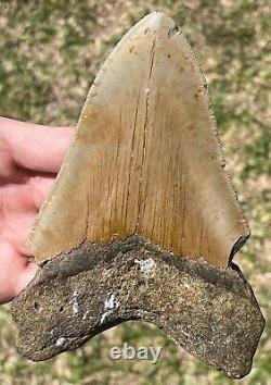 North Carolina Fossil Megalodon Sharks Tooth BIG 5.25 Miocene Age Shark