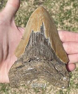 North Carolina Fossil Megalodon Sharks Tooth BIG 5.25 Miocene Age Shark