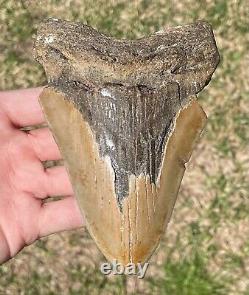 North Carolina Fossil Megalodon Sharks Tooth BIG 5.25 Miocene Age Shark