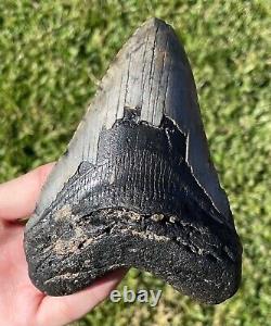 North Carolina Fossil Megalodon Sharks Tooth HUGE 5.15 Meg Meglodon Miocene