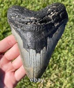 North Carolina Fossil Megalodon Sharks Tooth HUGE 5.15 Meg Meglodon Miocene