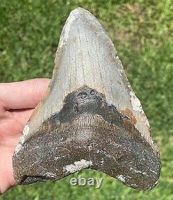 North Carolina Fossil Megalodon Sharks Tooth HUGE 5.2 Long 4.05 Wide Meglodon