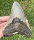 North Carolina Fossil Megalodon Sharks Tooth Huge 5.2 Long 4.05 Wide Meglodon