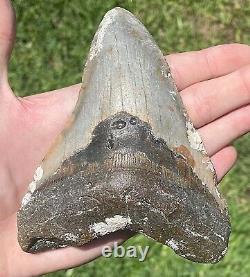 North Carolina Fossil Megalodon Sharks Tooth HUGE 5.2 Long 4.05 Wide Meglodon