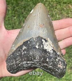 North Carolina Fossil Megalodon Sharks Tooth HUGE 5.3 Long 4.2 Wide Meglodon