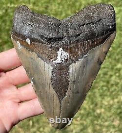 North Carolina Fossil Megalodon Sharks Tooth HUGE 5 Meg Meglodon Miocene