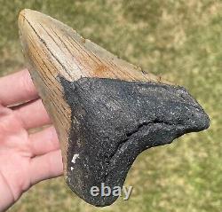 North Carolina Fossil Megalodon Sharks Tooth ORANGE 4.75 Miocene Age Meg Teeth